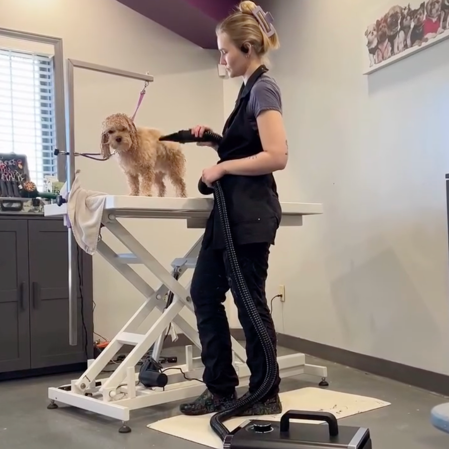 Trinity at Purrdy Paws Pet Grooming Spa uses Alpha to dry a Cockapoo