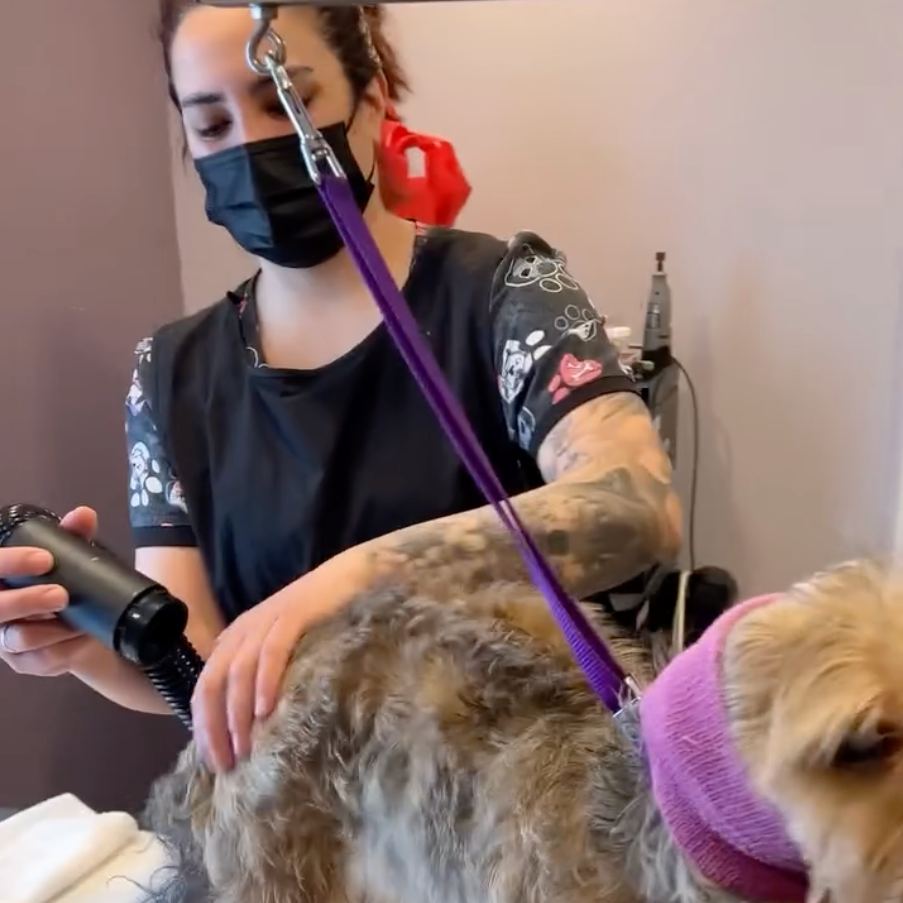 Sam at Purrdy Paws using Alpha
