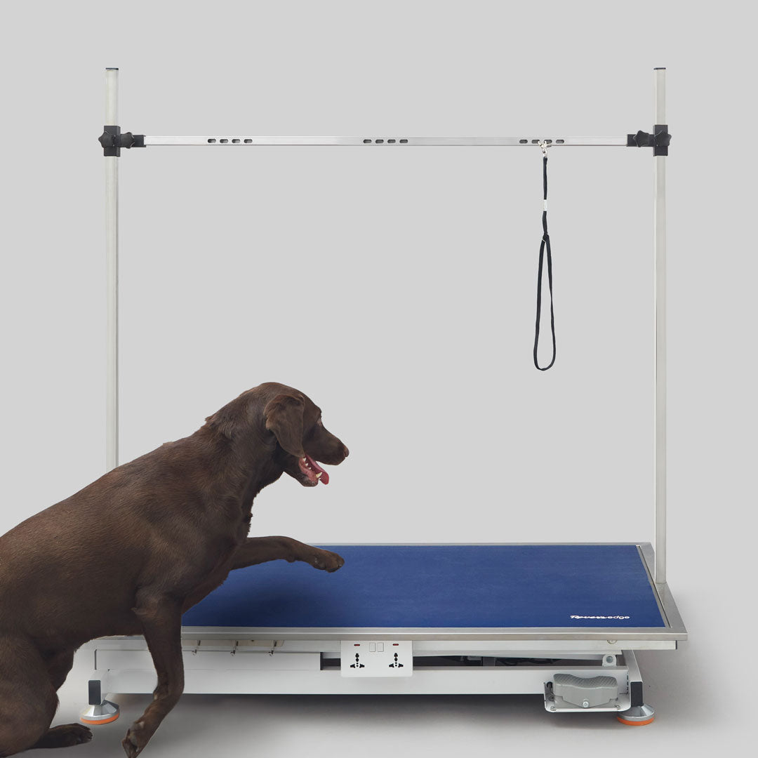 Dog stepping onto the lowered Rover’s Edge Hercules electric grooming table
